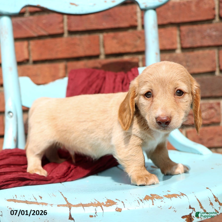 Miniature Dachshund dogs Lars - Ad 2
