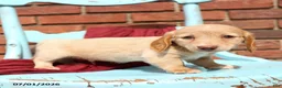 Miniature Dachshund dogs for sale: Lars - Ad 2