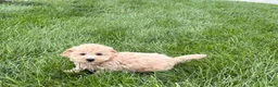 Maltipoo dogs for sale: Jesse  - Ad 4