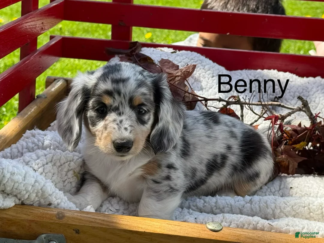 Miniature Dachshund dogs for sale: Benny - Ad 1