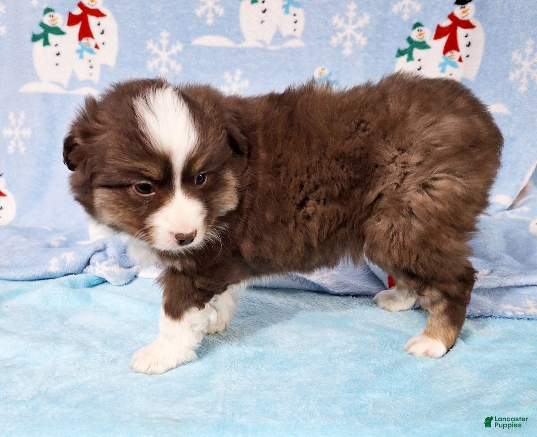 Miniature Australian Shepherd dogs for sale: Red - Ad 4