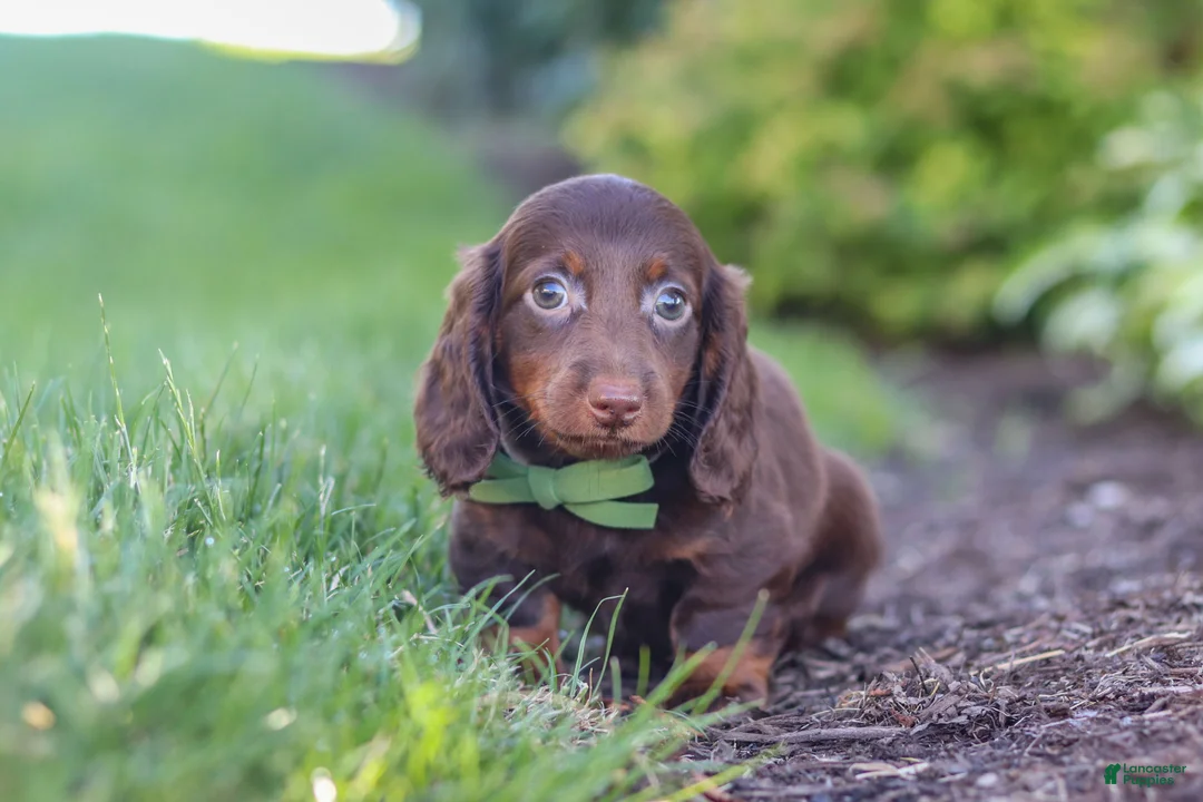 Miniature Dachshund dogs for sale: Lyn - Ad 8