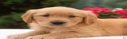 Golden Retriever dogs for sale: Kareena  - Ad 3