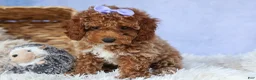 Miniature Poodle dogs for sale: WINNIE - Ad 16