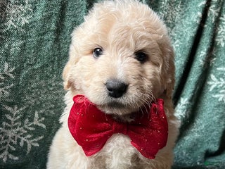 Mixed Breed dogs North - Ad 19