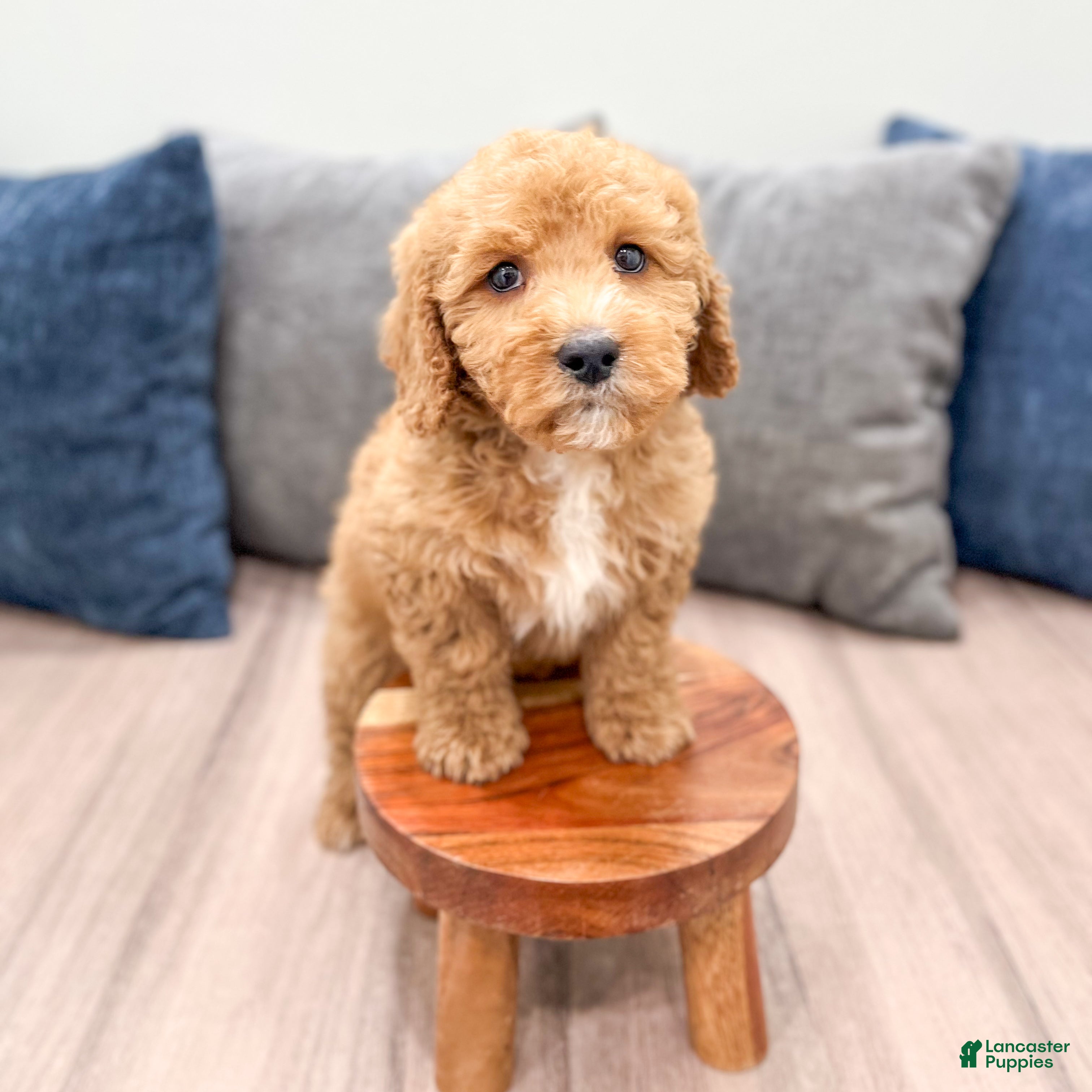Miniature Labradoodle dogs Kent - Ad 2