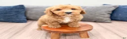 Miniature Labradoodle dogs for sale: Kent - Ad 2