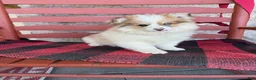 Pomsky dogs for sale: Otto - Ad 2