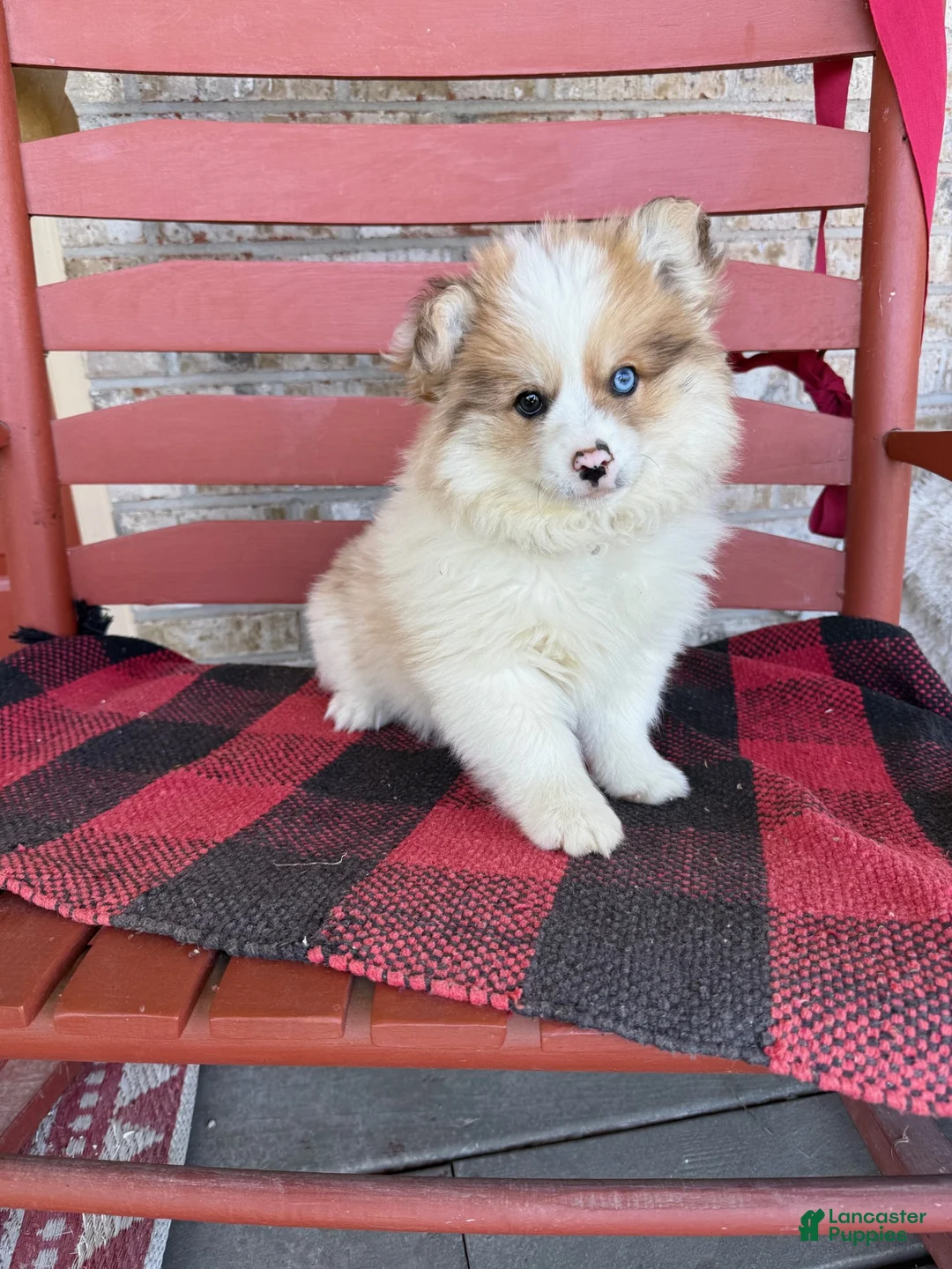 Pomsky dogs for sale: Otto - Ad 2