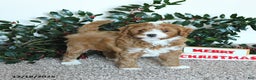 Mini Goldendoodle dogs for sale: Koda - Ad 4
