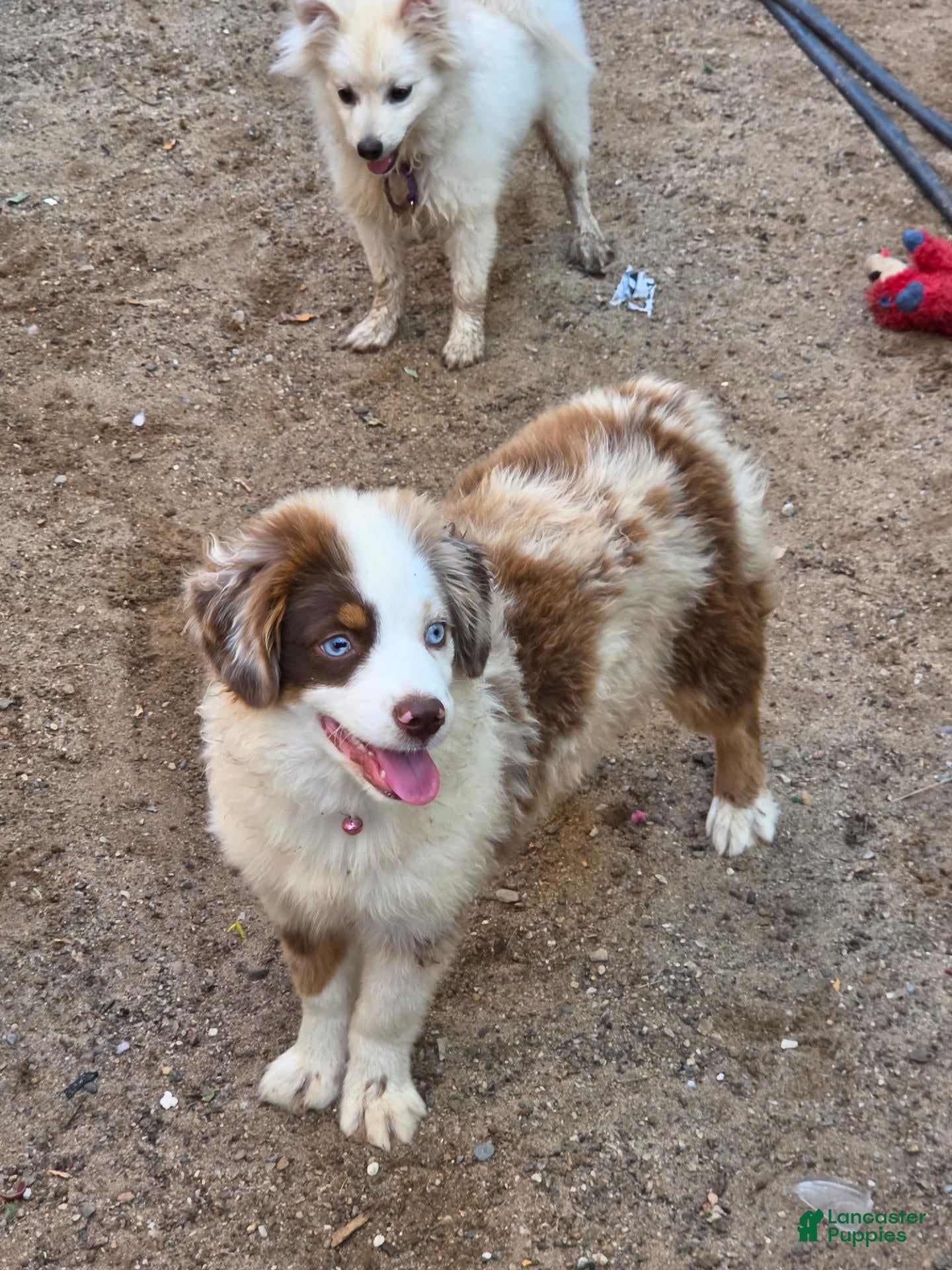 Toy Australian Shepherd dogs for sale: Rubi - Ad 2
