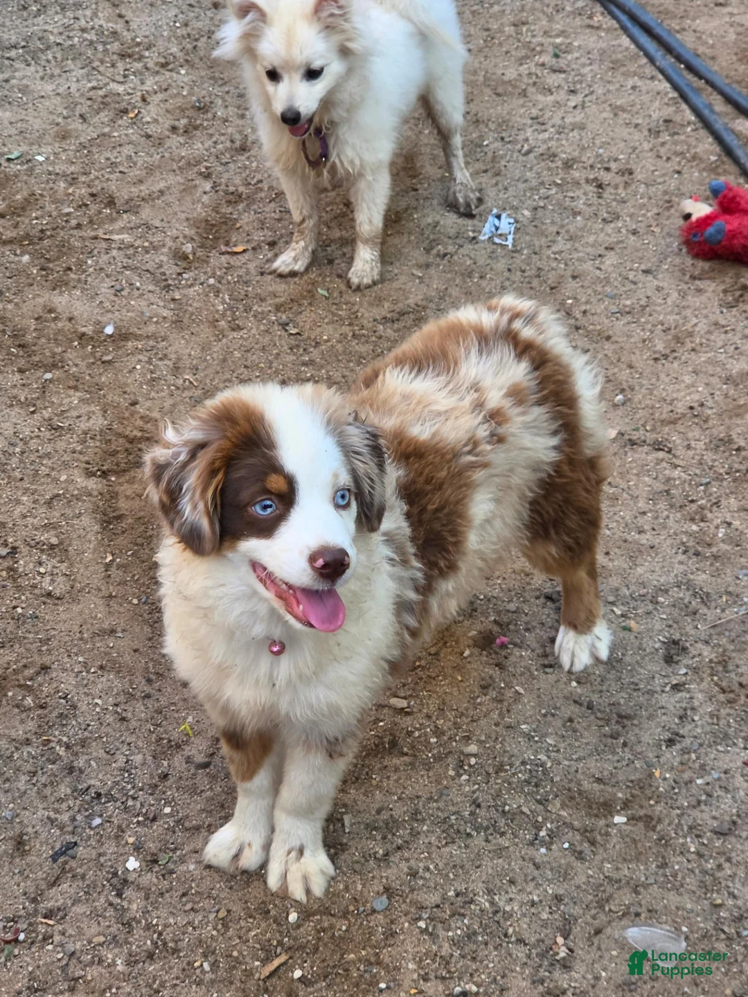 Toy Australian Shepherd dogs for sale: Rubi - Ad 1