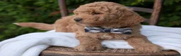 Mini Goldendoodle dogs for sale: Buster - Ad 14