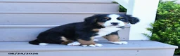 Bernese Mountain Dog dogs for sale: Duke - Ad 3