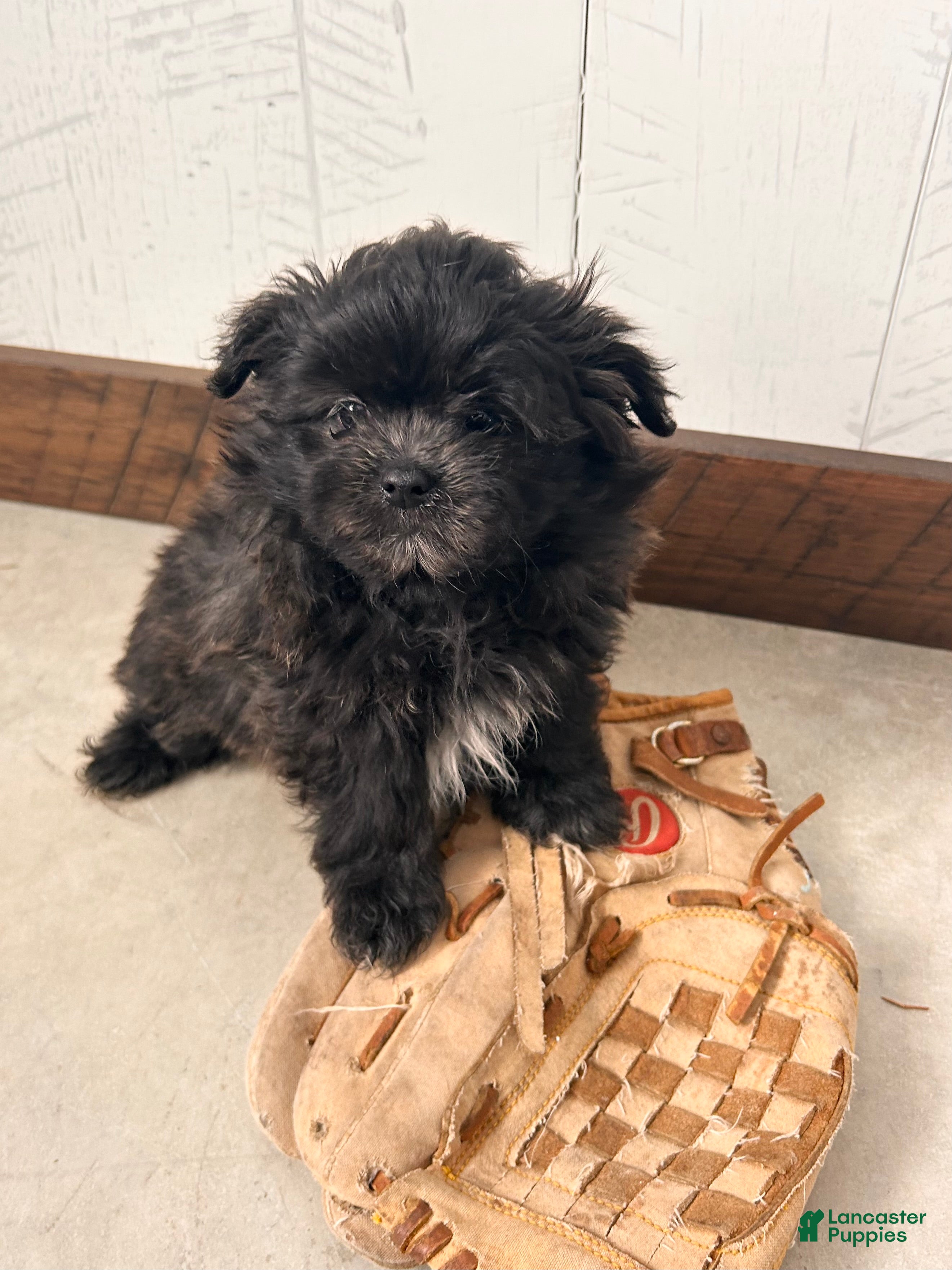 Mixed Breed dogs Teddy - Ad 31