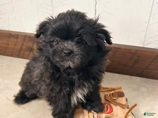 Mixed Breed dogs Teddy - Ad 31