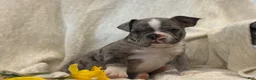Frenchton dogs for sale: Damon - Ad 5
