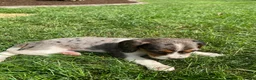 Beaglier dogs for sale: Ashlyn - Ad 5