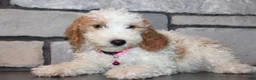 Mini Goldendoodle dogs for sale: Lucy - Ad 4
