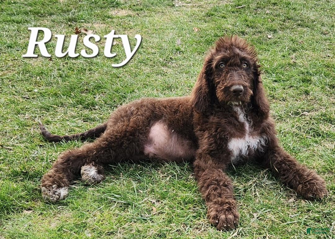 Labradoodle dogs Rusty - Ad 35