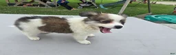Pomchi dogs for sale: Brandy - Ad 7
