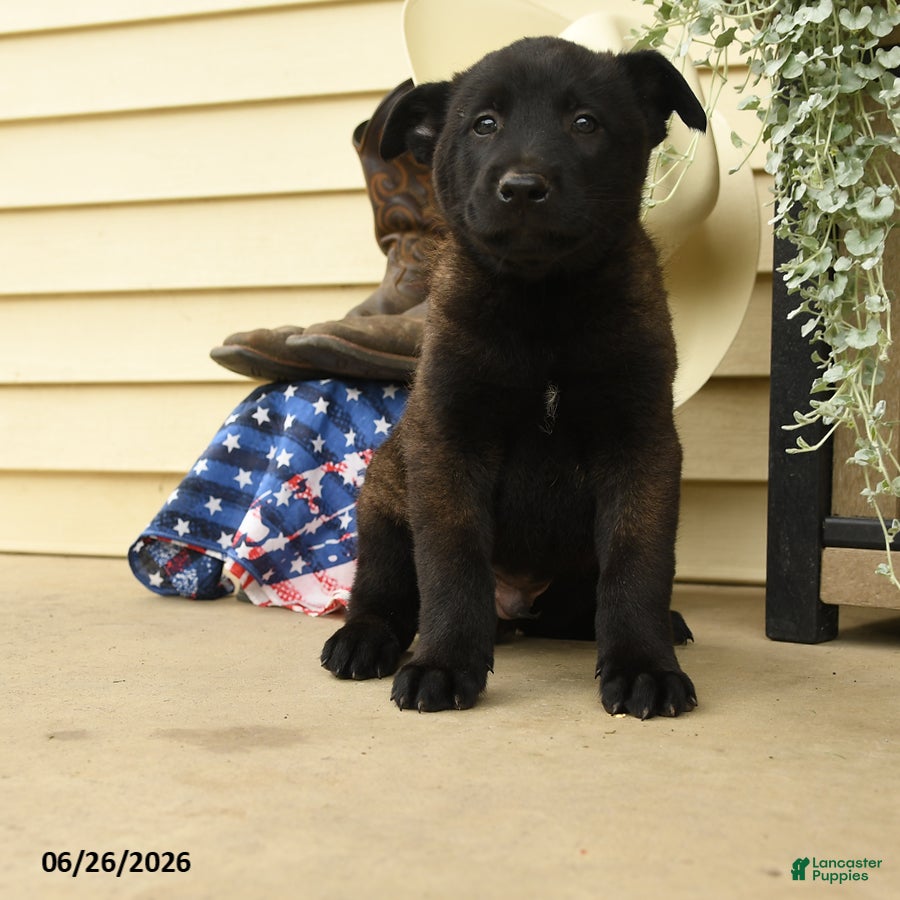 Belgian Malinois dogs Casper - Ad 1