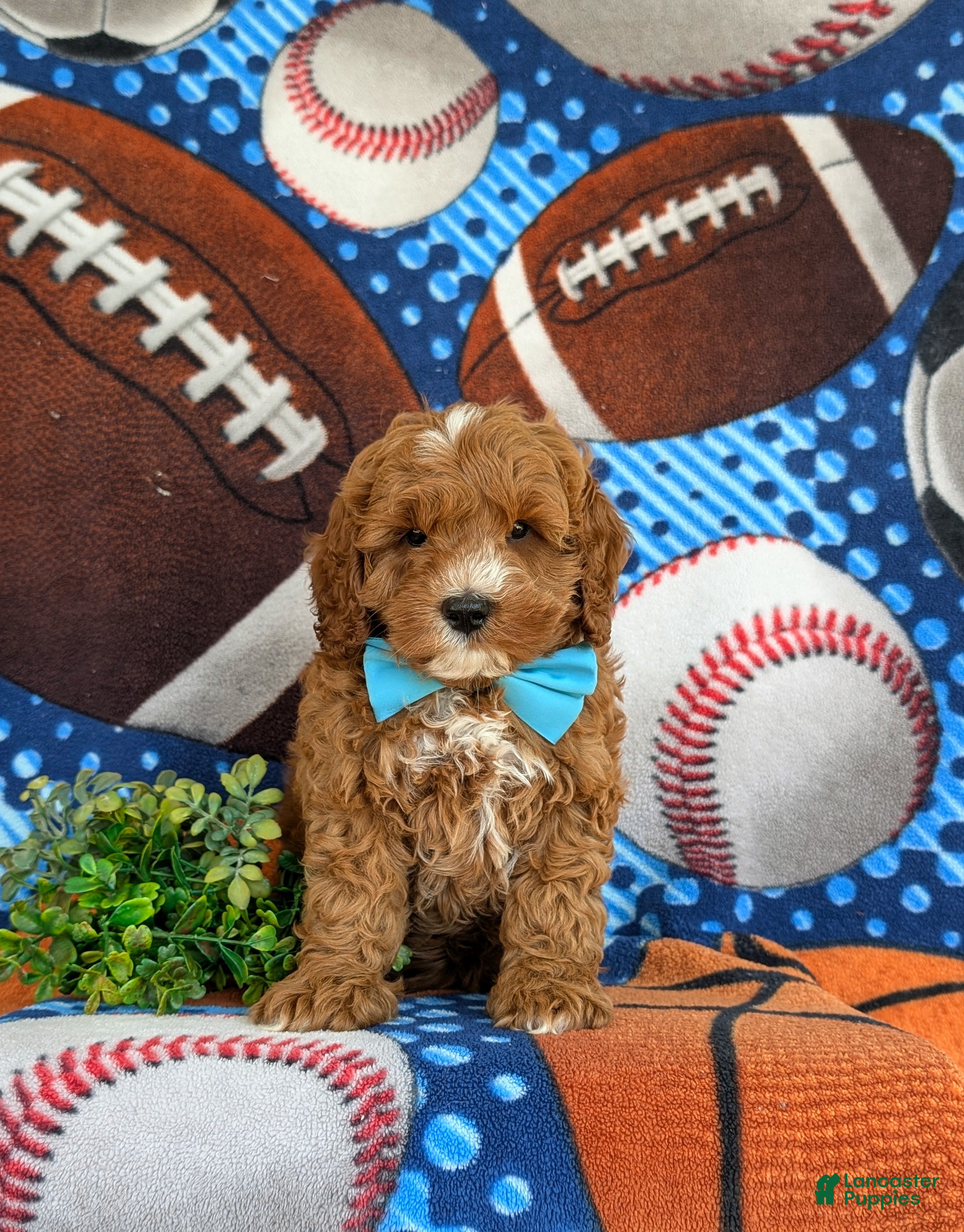Cavapoo dogs for sale: Oliver Hypoallergenic - Ad 4