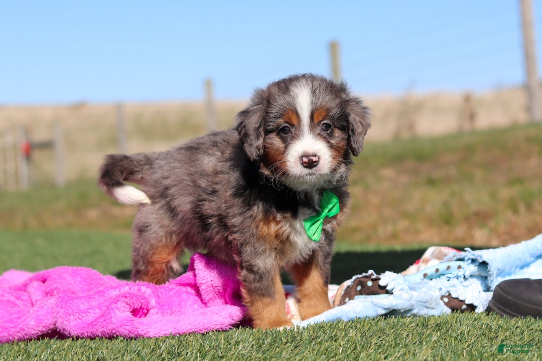 Mini Bernedoodle dogs for sale: Turner - Ad 3