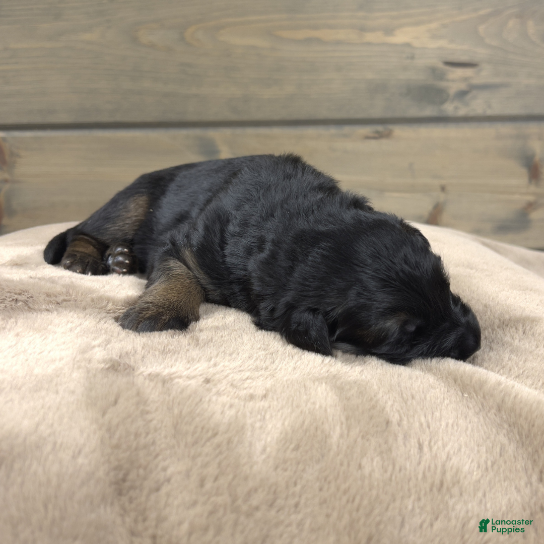 German Shepherd dogs Capri - Ad 16