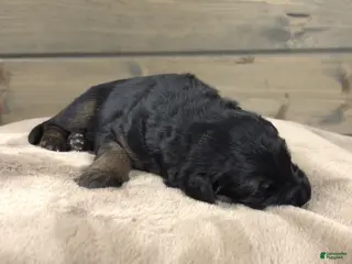 German Shepherd dogs Capri - Ad 16