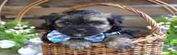 Morkie dogs for sale: Felix - Ad 9