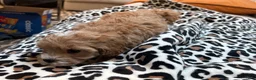 Maltipoo dogs for sale: Cupcake - Ad 7
