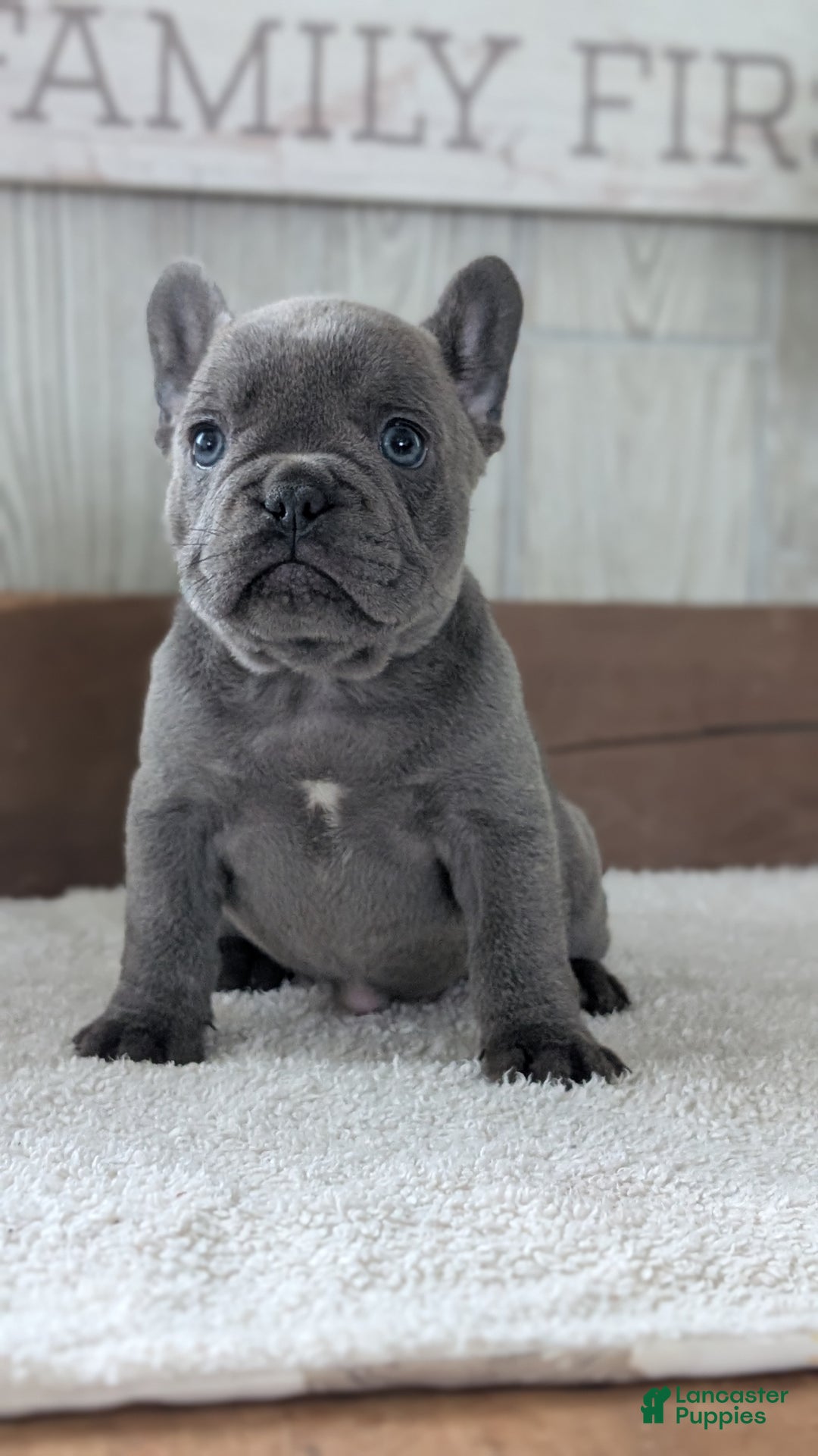 French Bulldog dogs for sale: Nala - Ad 7