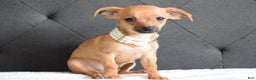 Chihuahua dogs for sale: Chihuahua Puppy 2 - Ad 1