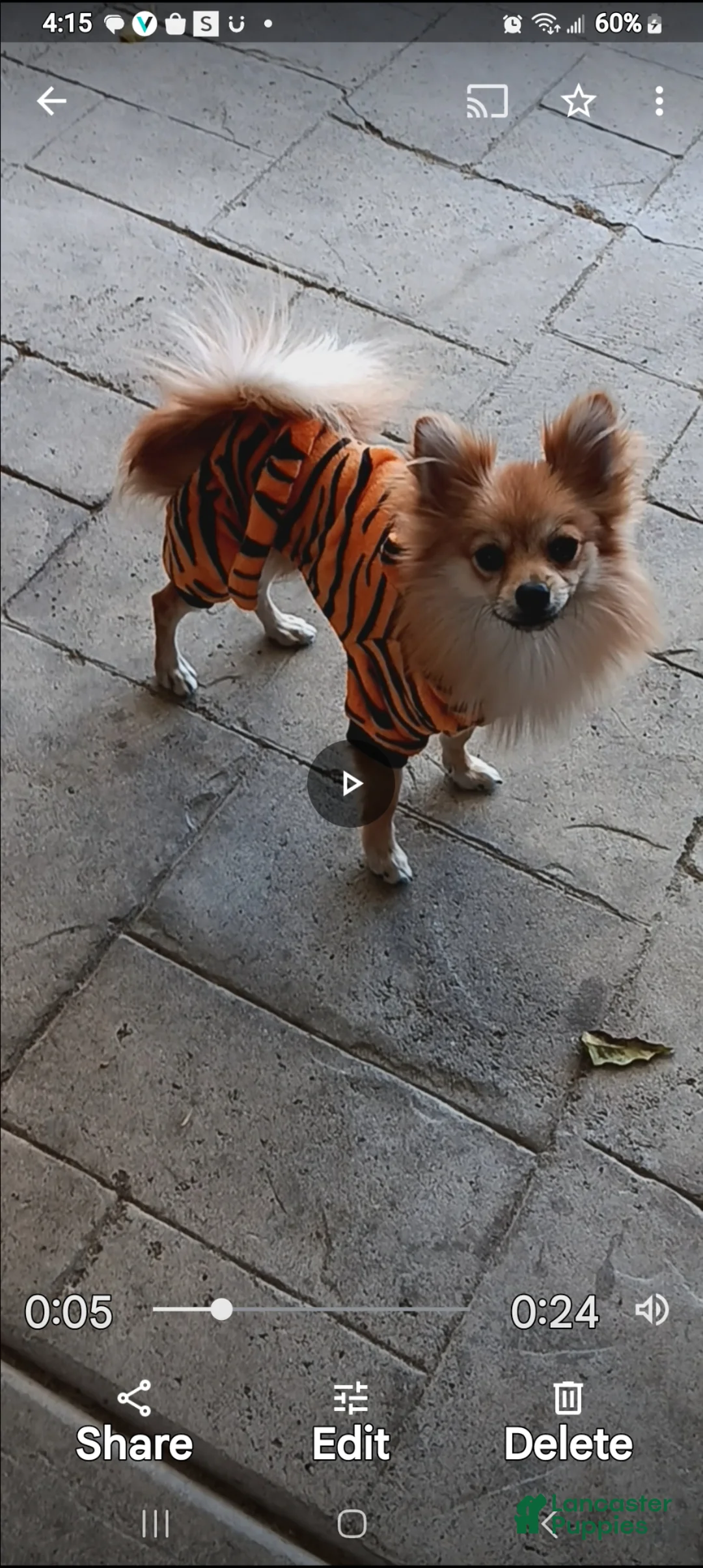 Pomeranian dogs for sale: Pomeranian Puppy 2 - Ad 2