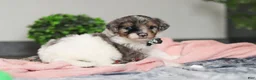 Mini Bernedoodle dogs for sale: Dannie - Ad 3