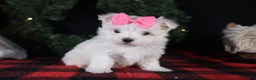 Maltese dogs for sale: ABBEY - Ad 16