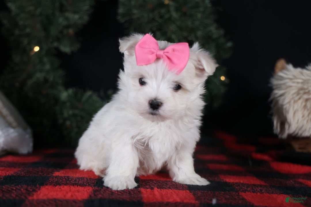 Maltese dogs for sale: ABBEY - Ad 16
