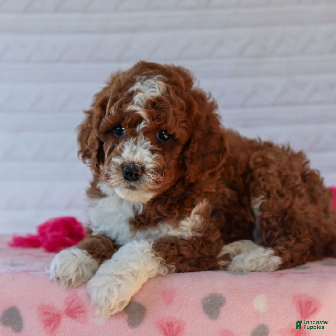 Mini Goldendoodle dogs for sale: Jake  - Ad 2