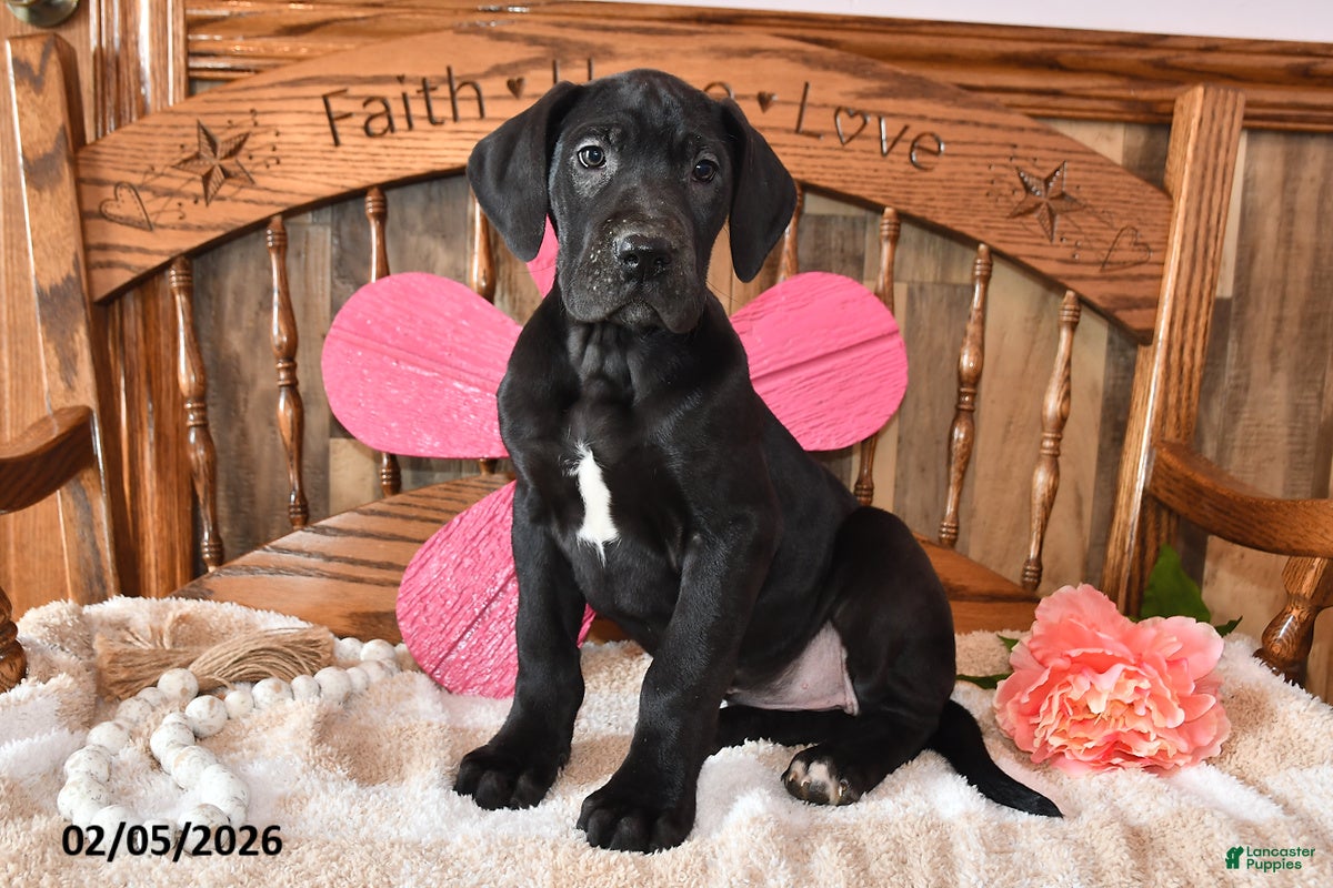 Great Dane dogs Primrose - Ad 14