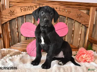 Great Dane dogs Primrose - Ad 14