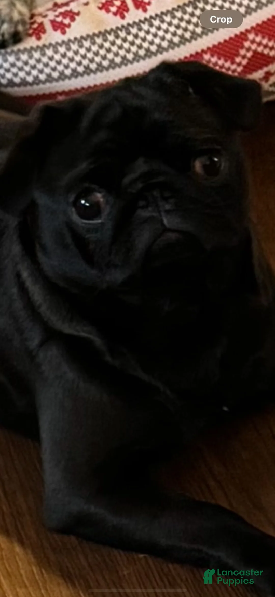Pug dogs for sale: Dior - Ad 2