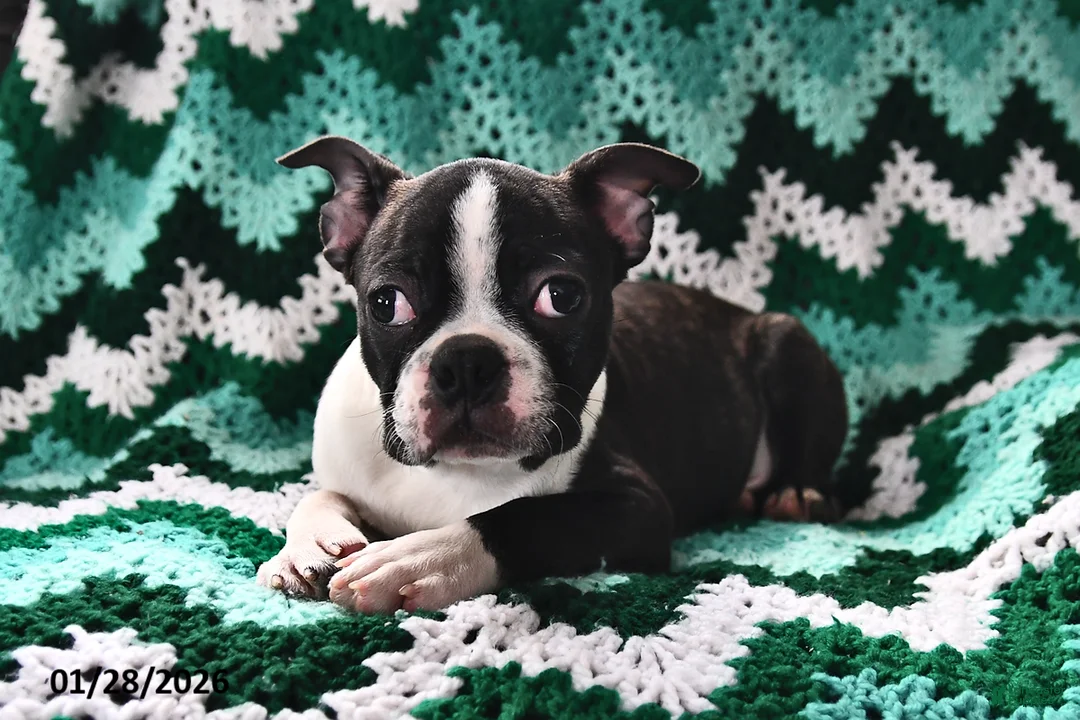 Boston Terrier dogs for sale: Juno - Ad 2