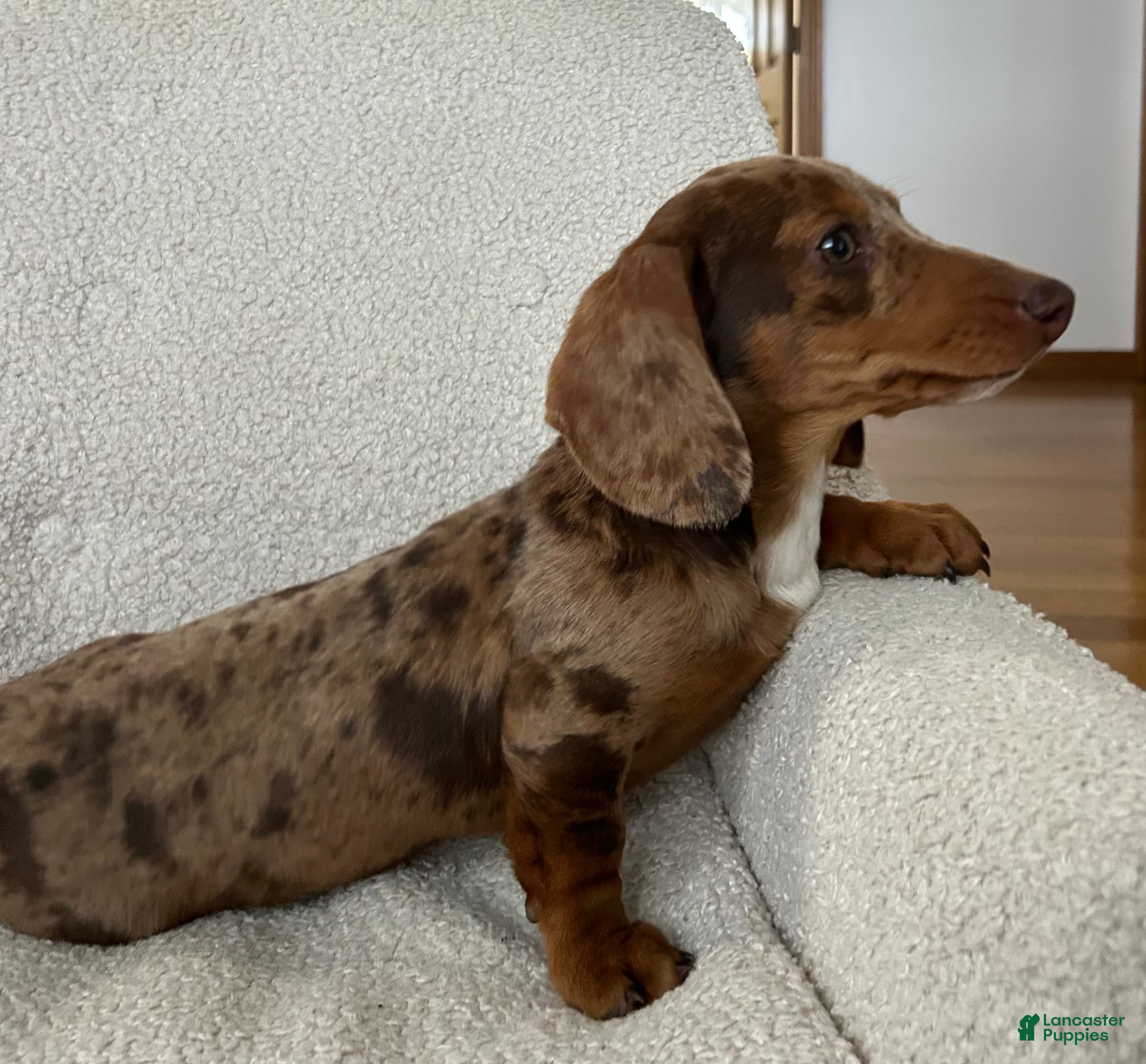 Miniature Dachshund dogs Dasher - Ad 21