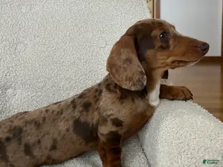 Miniature Dachshund dogs Dasher - Ad 21
