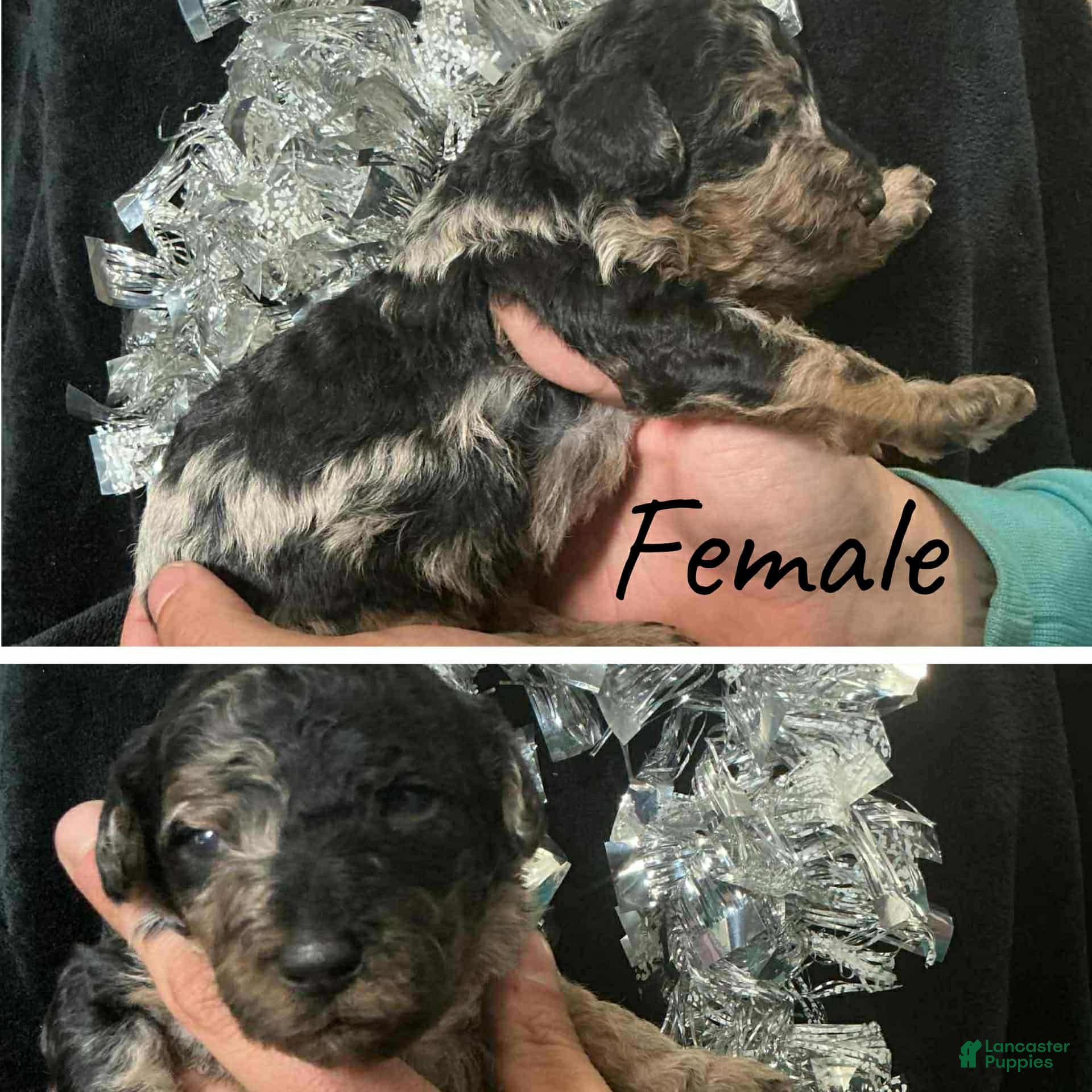 Mini Aussiedoodle dogs Mini Aussiedoodle Puppy 2 - Ad 33