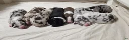 Australian Shepherd dogs for sale: Fox - Ad 6