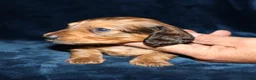 Miniature Dachshund dogs for sale: Perry - Ad 6