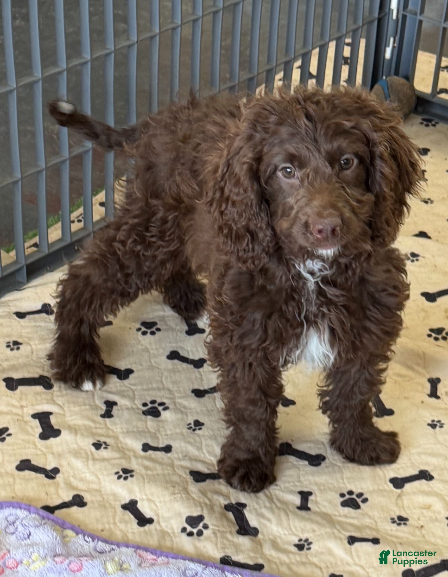Mini Goldendoodle dogs Callie - Ad 26