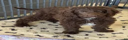 Mini Goldendoodle dogs for sale: Callie - Ad 1